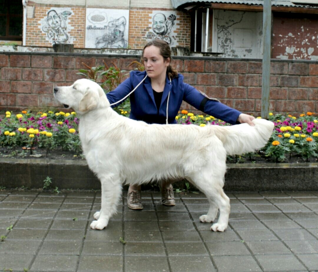 Кибеллайн Мэнд Мс